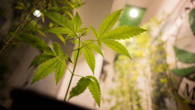 Germany joins legal cannabis club