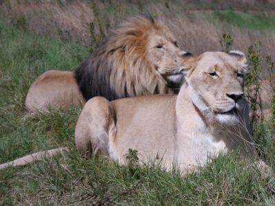 Narendra Modi - a classauthorlink hrefhttpswwwaljazeeracomauthorshamimsSarah Shamima - West Bengal - Can a ‘Muslim’ lion, ‘Hindu’ lioness live together? An Indian zoo dilemma - aljazeera.com - India - county Park