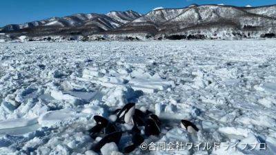 Pod of at least 10 killer whales appears trapped by sea ice in Japan