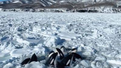 Have Japan’s trapped orcas ‘escaped’? Nation holds breath as case highlights changing nature of Hokkaido’s drift ice