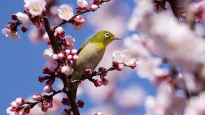 As Japan welcomes sakura season, study on popular cherry variety facing extinction damps mood