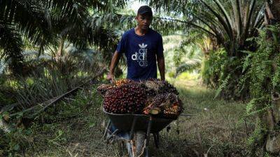 Malaysians deride minister’s idea to rebrand palm oil workers as ‘specialised harvesters’