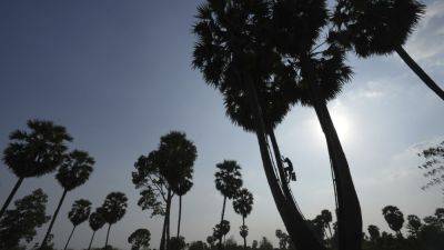 AP PHOTOS: Collecting sap to make palm sugar is an arduous, and less appealing, job for Cambodians