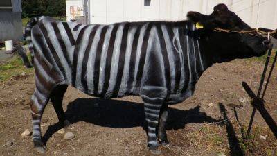Japanese cows painted with zebra-like stripes to keep bloodsucking insects at bay