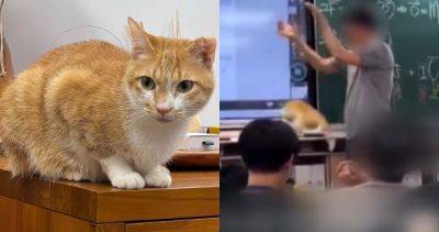 Science experiment gone wrong: Taiwan teacher under fire for deliberately dropping cat on classroom floor - asiaone.com - China - Taiwan