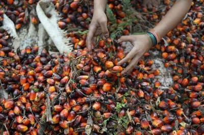 Mohammad Yunus - A middle path to sustainable Indonesian palm oil - asiatimes.com - Indonesia - Guinea