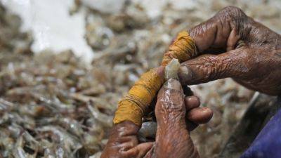 AP documents grueling conditions in Indian shrimp industry that report calls “dangerous and abusive”