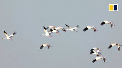 How Asia’s development push is driving migratory birds to extinction