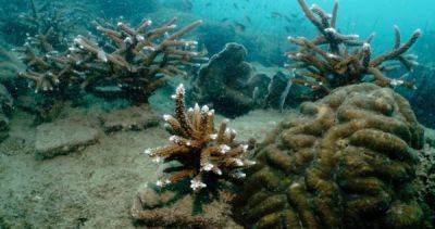 Thai scientists breed coral in labs to restore degraded reefs