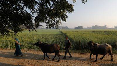 India has millions of dairy farmers. It’s creating a methane problem that’s tricky to solve - apnews.com - India