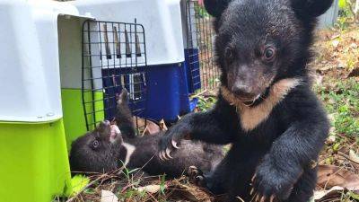 Agence FrancePresse - Activists rescue 16 moon bear cubs from home in Laos: ‘they were everywhere’ - scmp.com - Laos