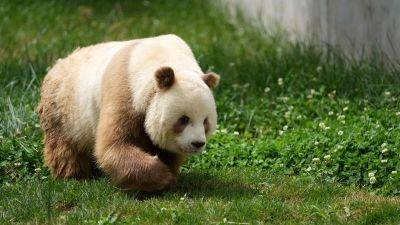 Pandas aren’t all black and white. Some come in a different shade, and scientists now understand why