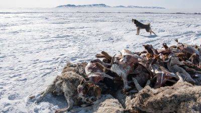 Asia Pacific - Helen Regan - Nearly 5 million animals dead in Mongolia’s harshest winter in half a century, aid agencies say - edition.cnn.com - Mongolia