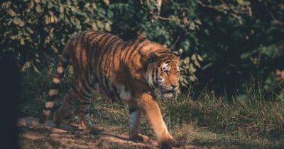 Indonesia seeks more proof that Javan tiger may no longer be extinct - asiaone.com - Indonesia -  Jakarta