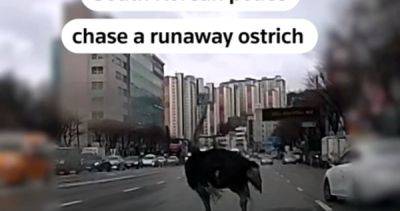 Ostrich captured after escaping Korean zoo, dodging traffic for an hour