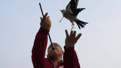 AP PHOTOS: Beijingers play fetch with migratory birds in traditional game - apnews.com - China -  Beijing