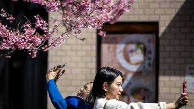 Cherry blossom blues: why 60% of Japan’s workers want to skip the office ‘hanami’ party