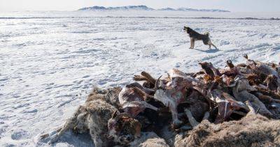 A Harsh Mongolian Winter Leaves Millions of Livestock Dead