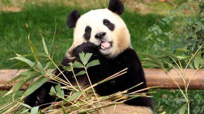 South Koreans bid farewell to panda Fu Bao before she goes to China: ‘sad to say goodbye’