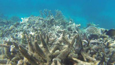 dpa - Australia’s Great Barrier Reef ‘in grave danger’ from ‘marine heatwave’ - scmp.com - Australia