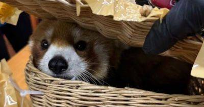 Red - Thai customs seize red panda, snakes in checked-in baggage - asiaone.com - China - Burma - Thailand - India -  Mumbai -  Bangkok - Spain