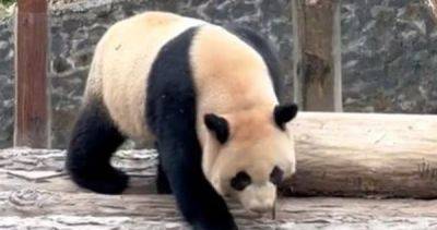 'Sichuan offers a bamboo buffet': Singapore-born panda cub Le Le makes 1st public appearance in China - asiaone.com - China - Singapore - province Sichuan -  Singapore