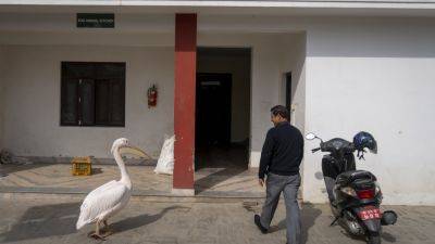 A 41-year-old pelican and other animals wait for their food at Nepal’s only zoo