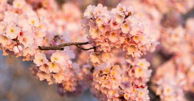 Japan Gives Washington 250 Cherry Trees as Replacements