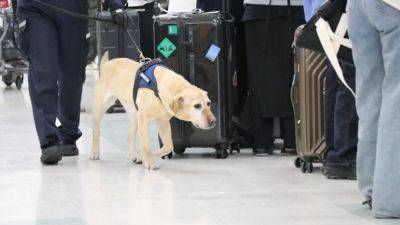 Japan’s ‘super’ sniffer dog Melba retires, counts US$11.8 million drug bust as biggest-ever case cracked