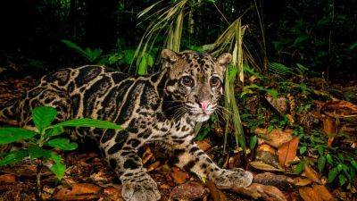 Rare photos give a glimpse into the lives of wild cats in Malaysia’s tropical jungles
