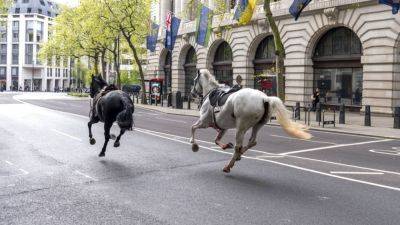 Sam Meredith - Riderless horses recovered after running loose through London; ‘a number’ of people injured - cnbc.com -  London