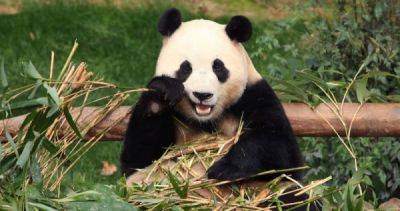 South Koreans bid tearful farewell to beloved panda Fu Bao - asiaone.com - China - South Korea - province Sichuan
