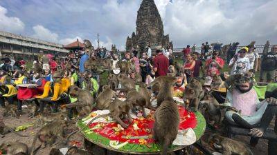 Officials have a plan to end years of monkey mayhem in a central Thai city