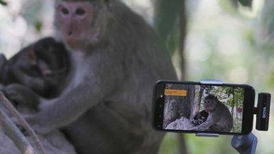 Associated Press - Cambodia probes YouTubers’ abuse of monkeys at Angkor Wat Unesco site: ‘needs boundary between human intervention in nature’ - scmp.com - Cambodia