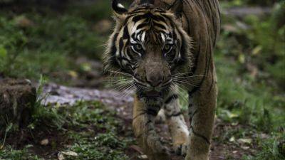 Agence FrancePresse - 1 dead in suspected Indonesia tiger attack, hunt ongoing - scmp.com - Indonesia