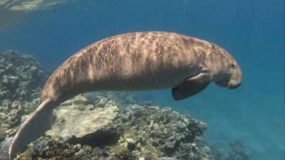 Aidan Jones - ‘Climate K.O.’: Thailand’s gentle dugongs die in Andaman Sea as global warming takes toll - scmp.com - Thailand