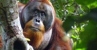 Isabelle Laumer - Orangutan, Heal Thyself - nytimes.com - Japan - Indonesia - state Indiana - Germany