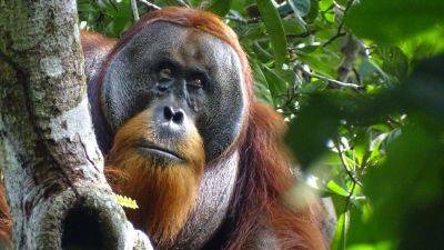 Isabelle Laumer - Orangutan observed treating wound using medicinal plant in world first - edition.cnn.com - Indonesia - county Park