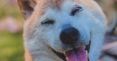 Kabosu, Shiba Inu Who Helped Define the Doge Meme, Dies at 18 - nytimes.com -  Tokyo