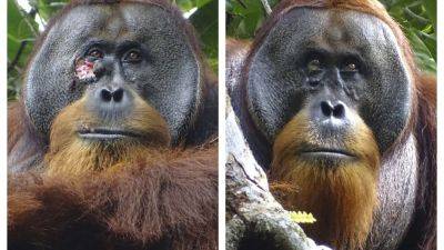 Isabelle Laumer - A wild orangutan used a medicinal plant to treat a wound, scientists say - apnews.com - Indonesia - Washington - Germany