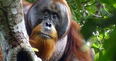 Isabelle Laumer - Orangutan's use of medicinal plant to treat wound intrigues scientists - asiaone.com - Indonesia - Germany