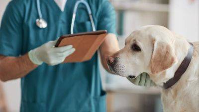 TODAY - Singapore-born veterinary surgeon fined and sanctioned for obscene acts with animals in Australia - scmp.com - Usa - Singapore - city Sanction - Australia - city Singapore