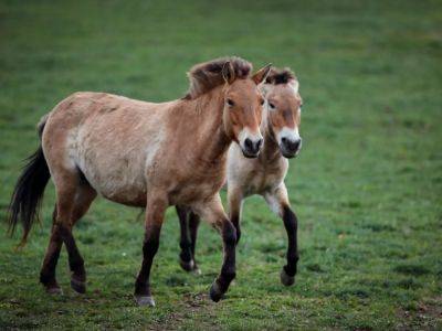 Wild Przewalski’s horses return to Kazakhstan after 200 years - aljazeera.com - Russia - Czech Republic -  Berlin - Mongolia - Kazakhstan