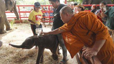 Rare twin elephants in Thailand receive monks’ blessings a week after their tumultuous birth