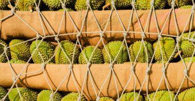 China’s Lust for Durian Is Creating Fortunes in Southeast Asia