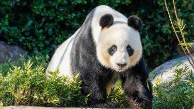 China to send a new pair of giant pandas to Australia in sign of warming ties