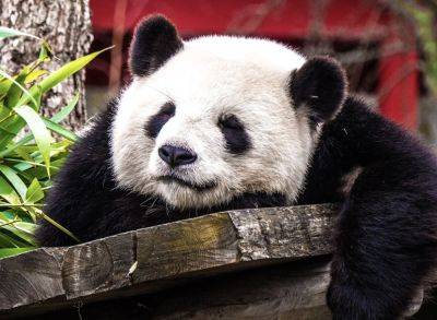 China’s long and fuzzy history of ‘panda diplomacy’