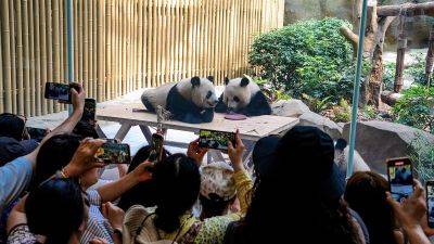 China’s famed panda breeding center bans 12 tourists for life over bad behavior