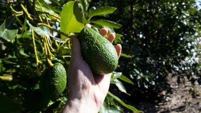 Kandy Wong - Australian avocados could be next to benefit from improving China ties, growing demand for superfruit - scmp.com - China -  Beijing - Australia -  Canberra