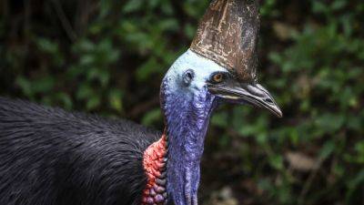Australia’s ‘dinosaur’ bird, the fearsome cassowary, stares down extinction